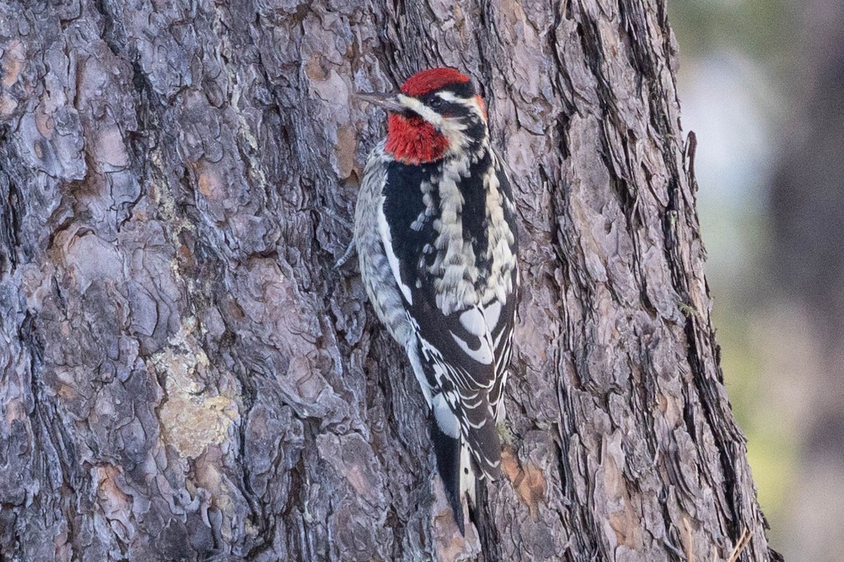 Red-naped Sapsucker - ML513369601