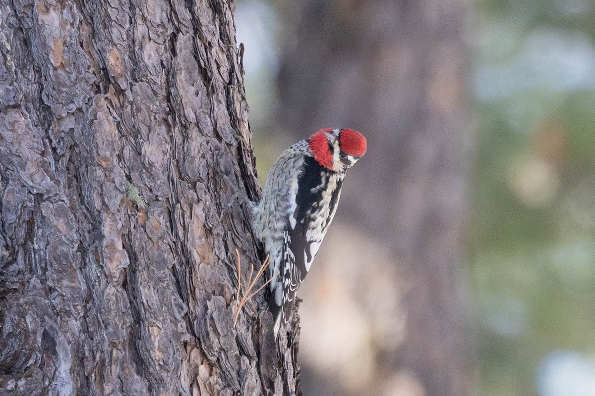 Red-naped Sapsucker - ML513369641