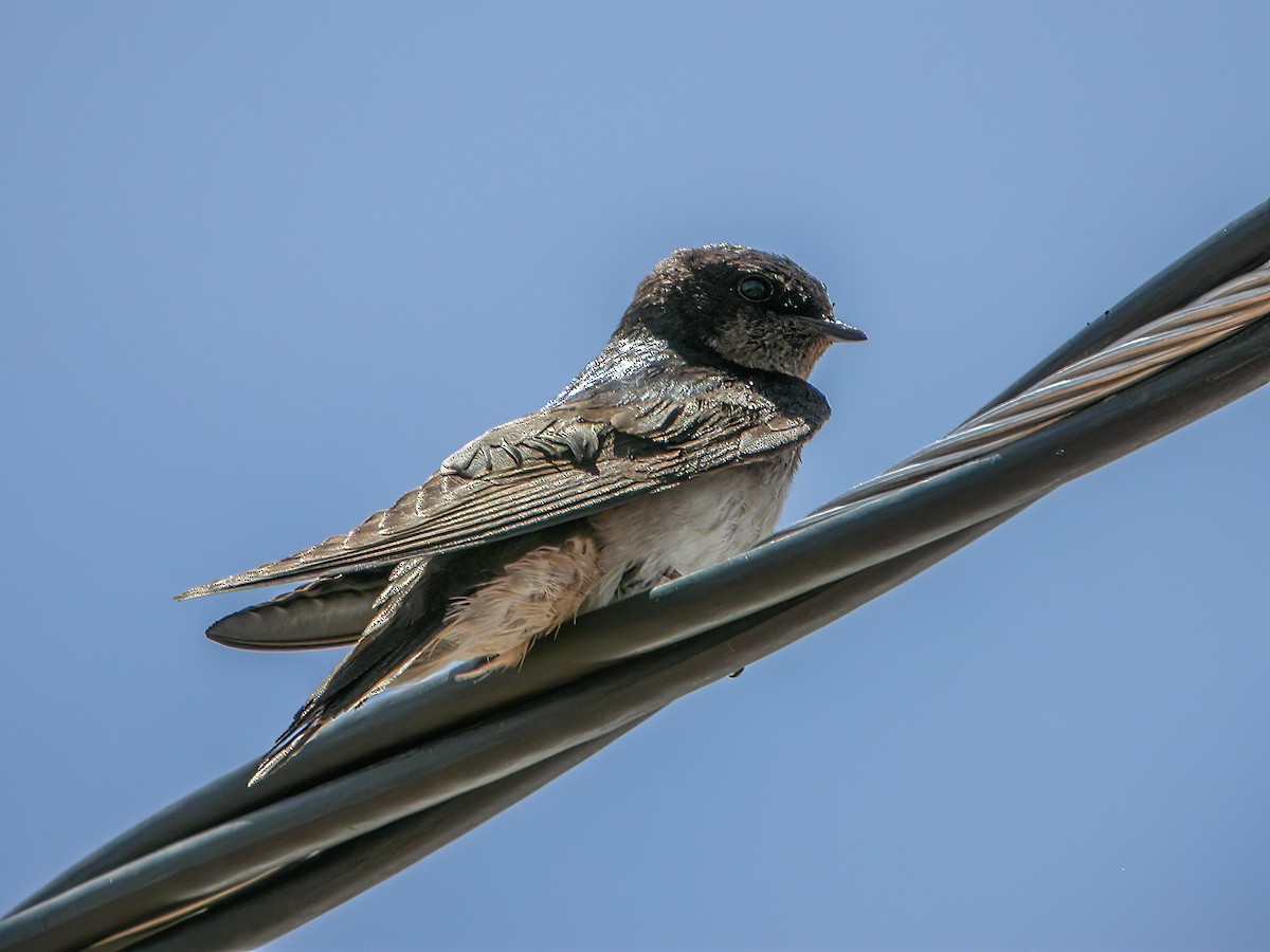 Andean Swallow - Martin  Flack