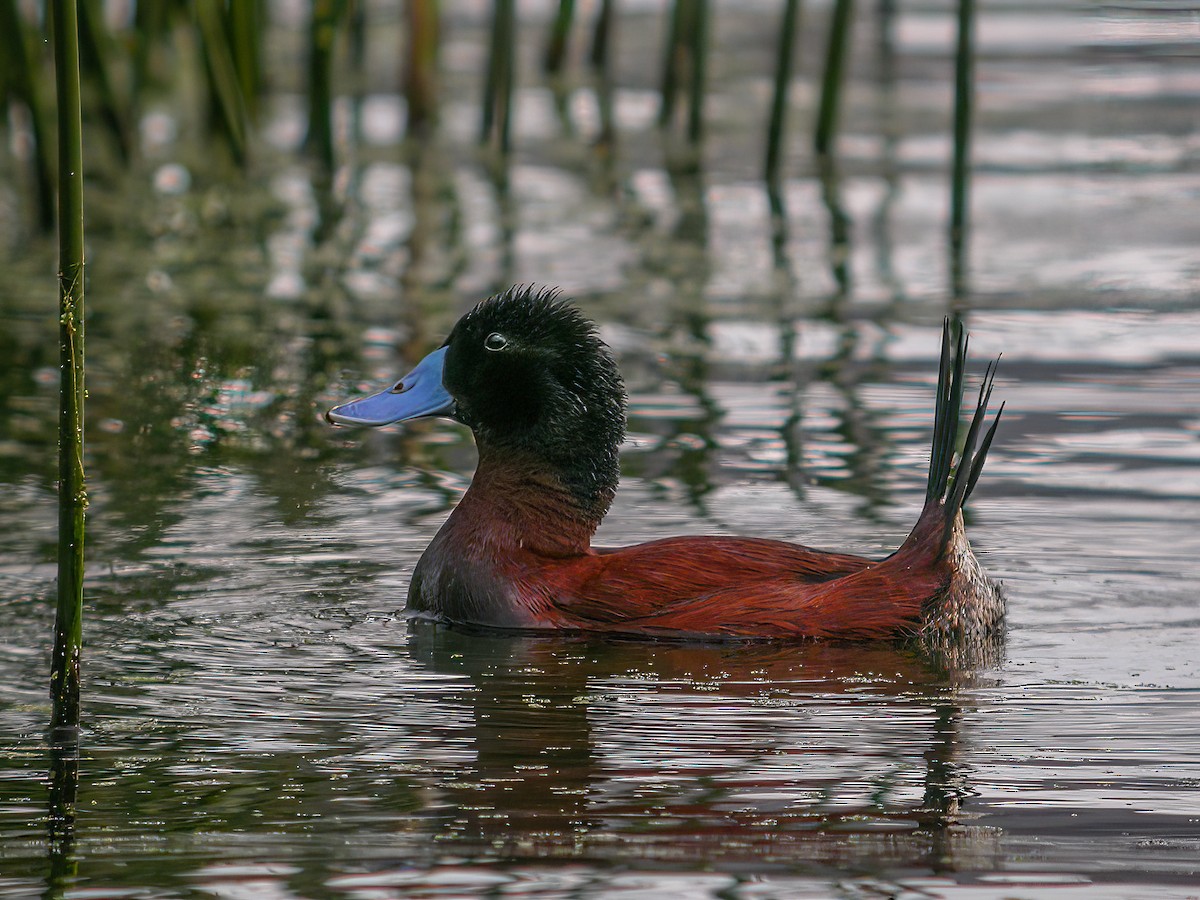 Andean Duck - Martin  Flack