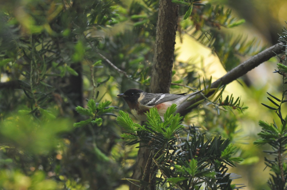 Bay-breasted Warbler - ML513373251