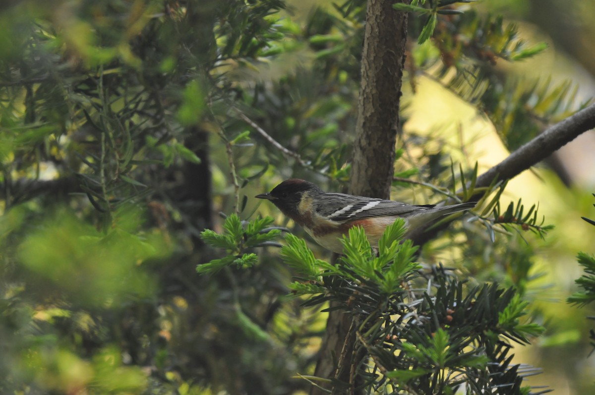 Bay-breasted Warbler - ML513373261