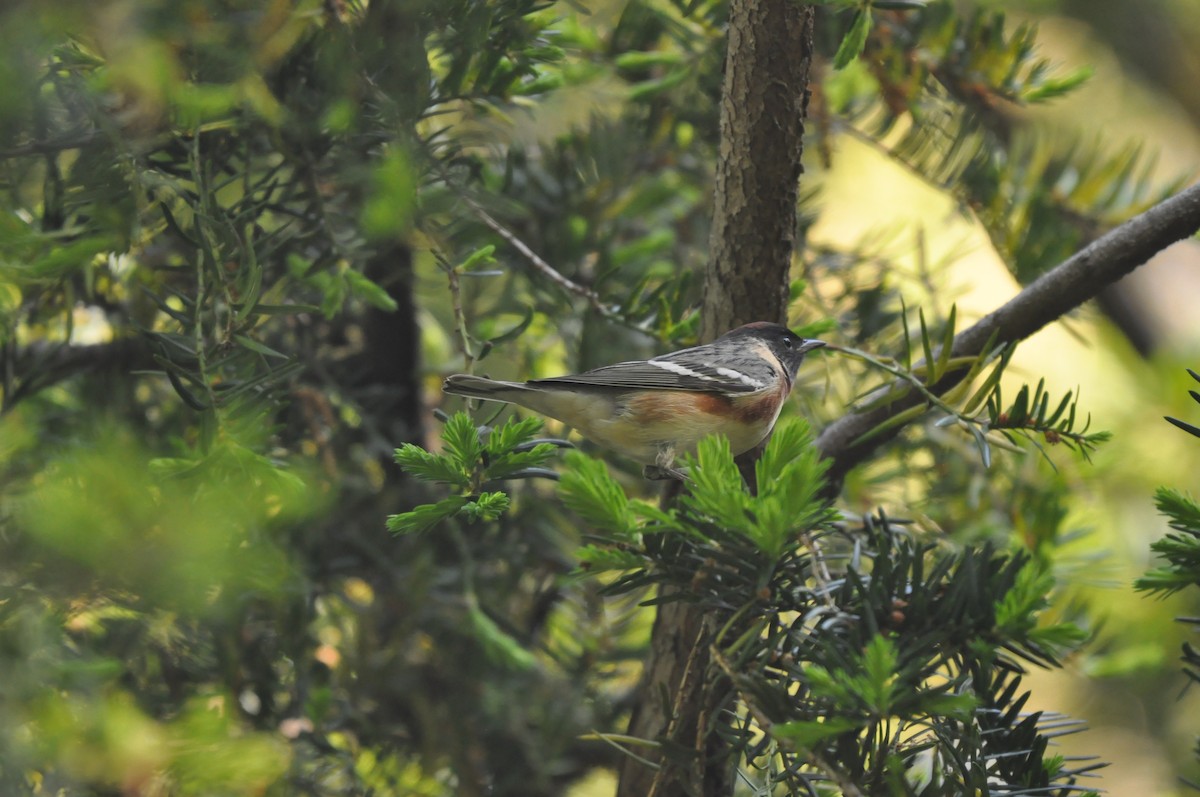 Bay-breasted Warbler - ML513373271