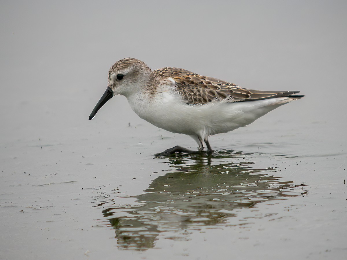 Western Sandpiper - ML513373721