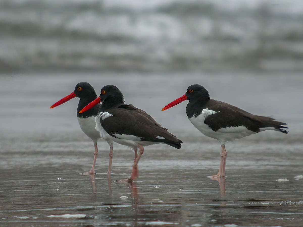 American Oystercatcher - Martin  Flack