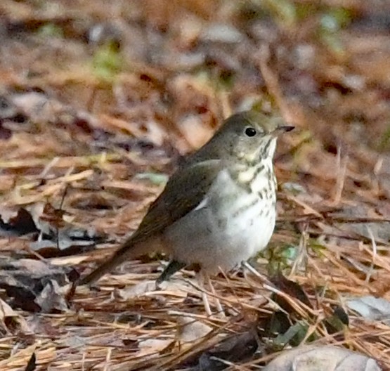 Hermit Thrush - ML513375601