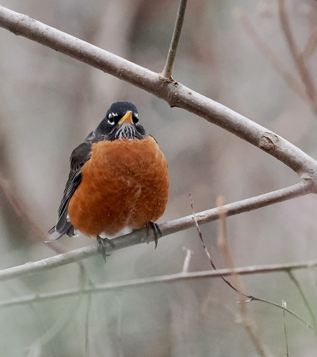 American Robin - ML513375641