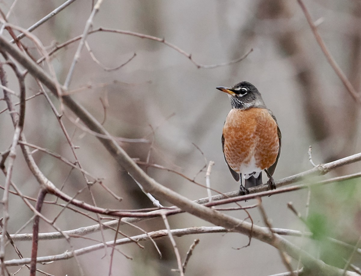 American Robin - ML513375651