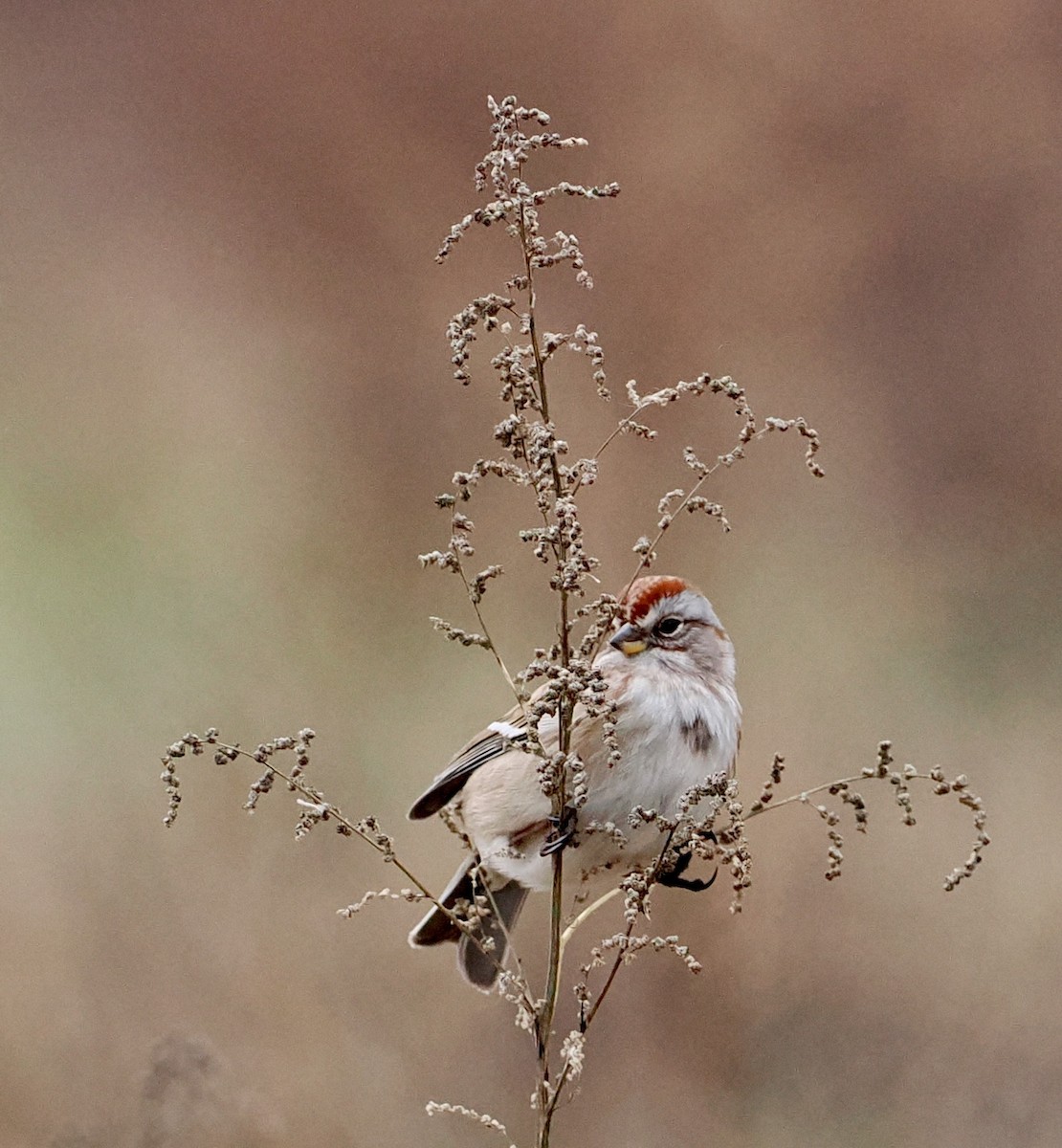 American Tree Sparrow - Ken Winkler