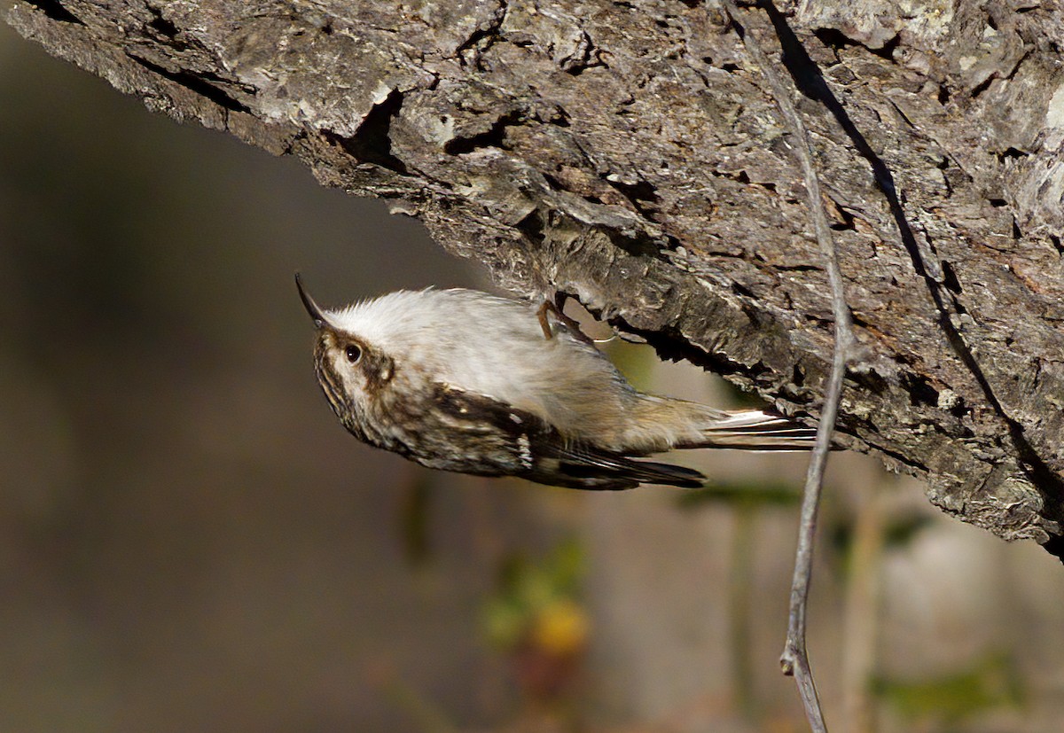 Brown Creeper - John Gluth