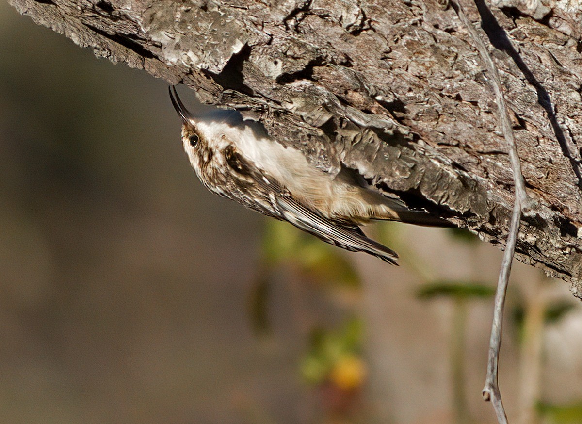 Brown Creeper - ML513376861