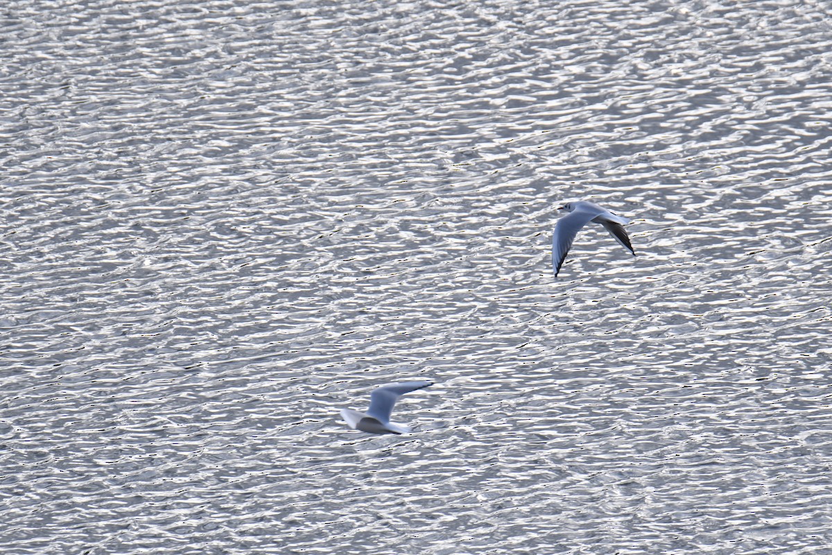 Black-headed Gull - ML513378821