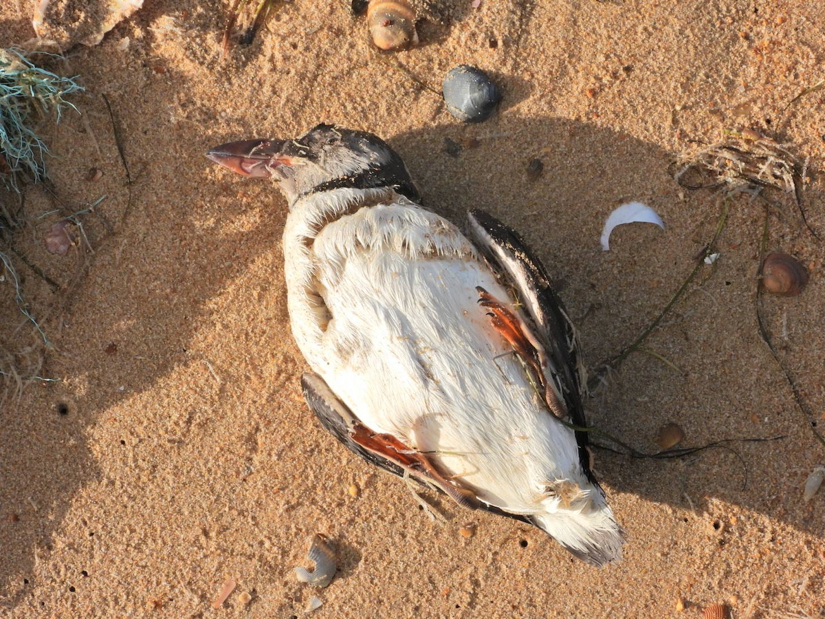 Atlantic Puffin - ML513380851