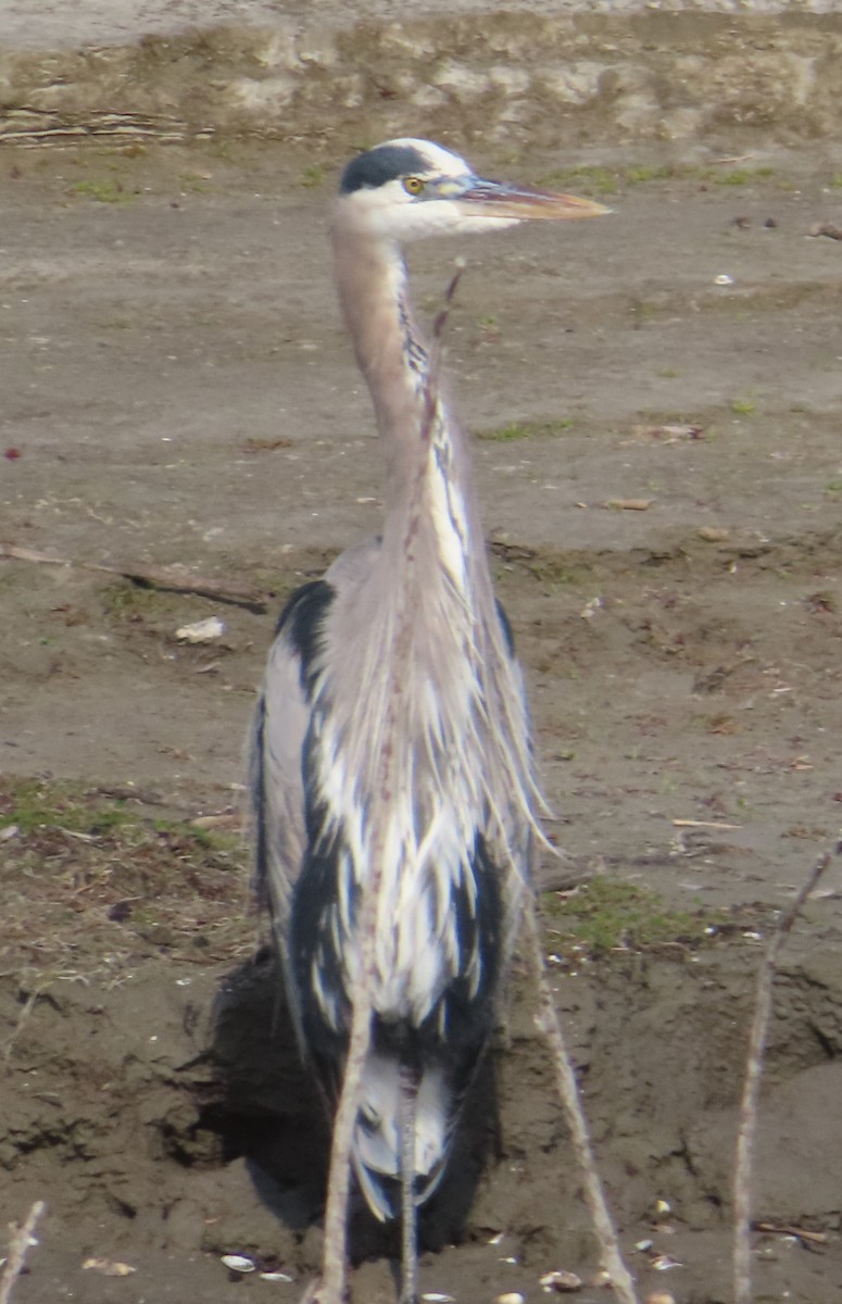 Great Blue Heron - Cachuma Lake