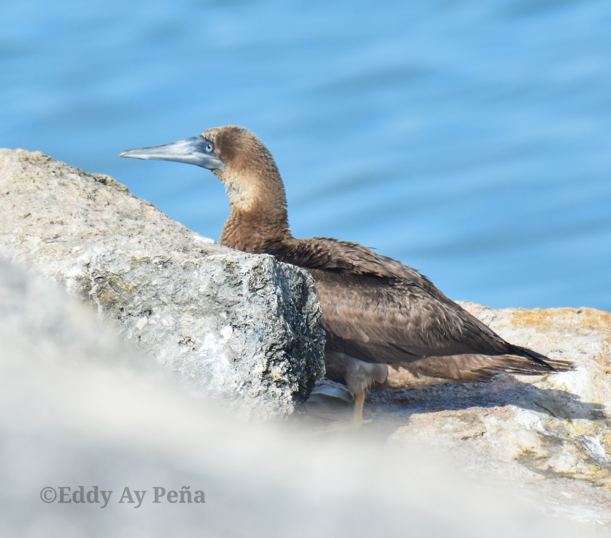 Brown Booby - ML513381661