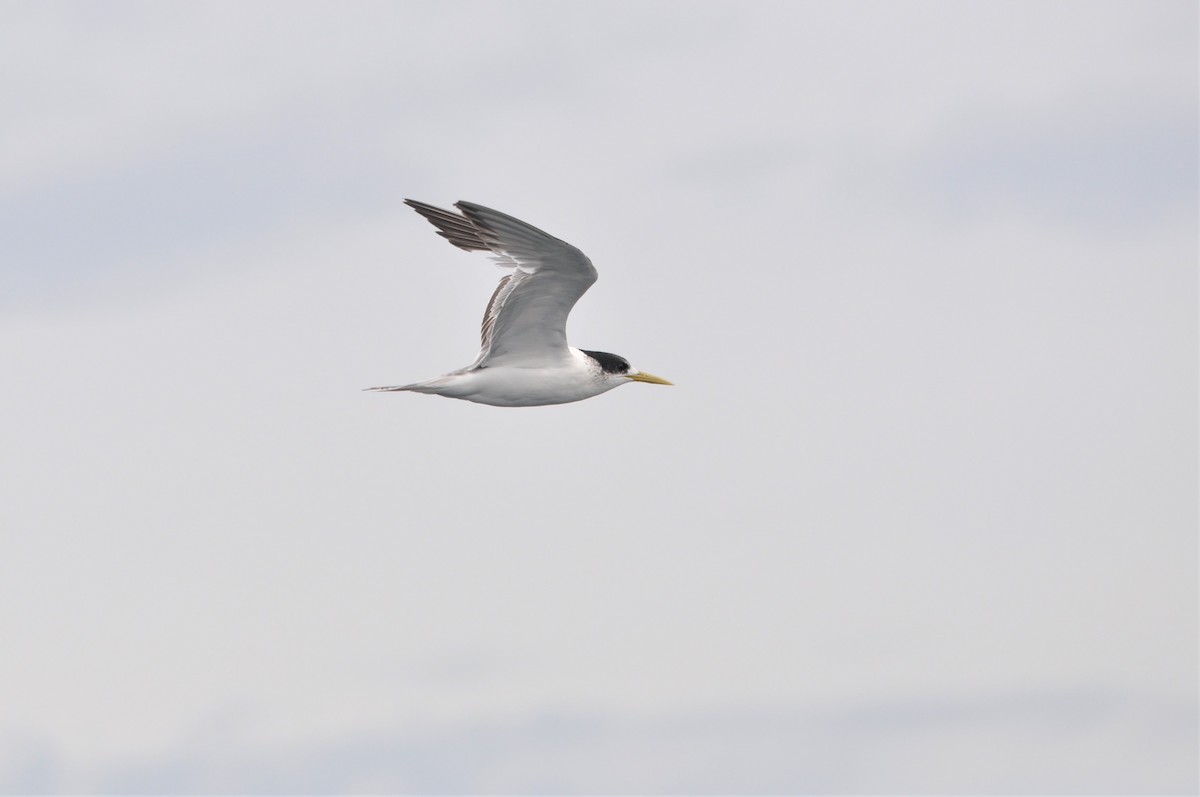Great Crested Tern - ML513382081