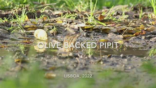 Pipit à dos olive - ML513382541