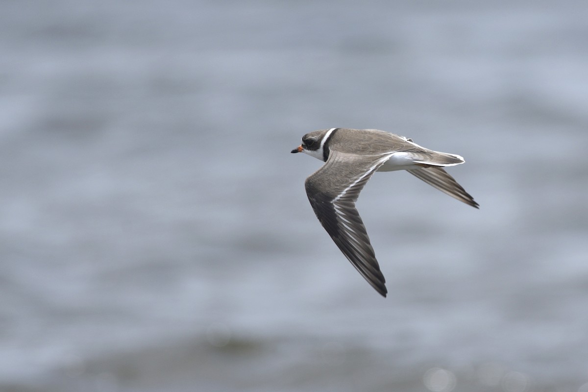 Semipalmated Plover - Daniel Irons