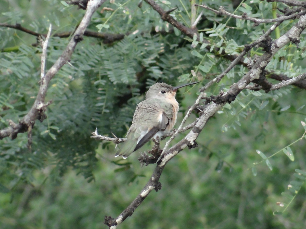Buffy Hummingbird - ML513383181