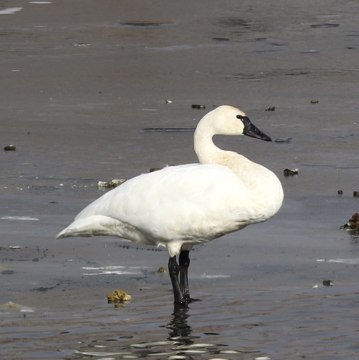 Tundra Swan - ML513383961