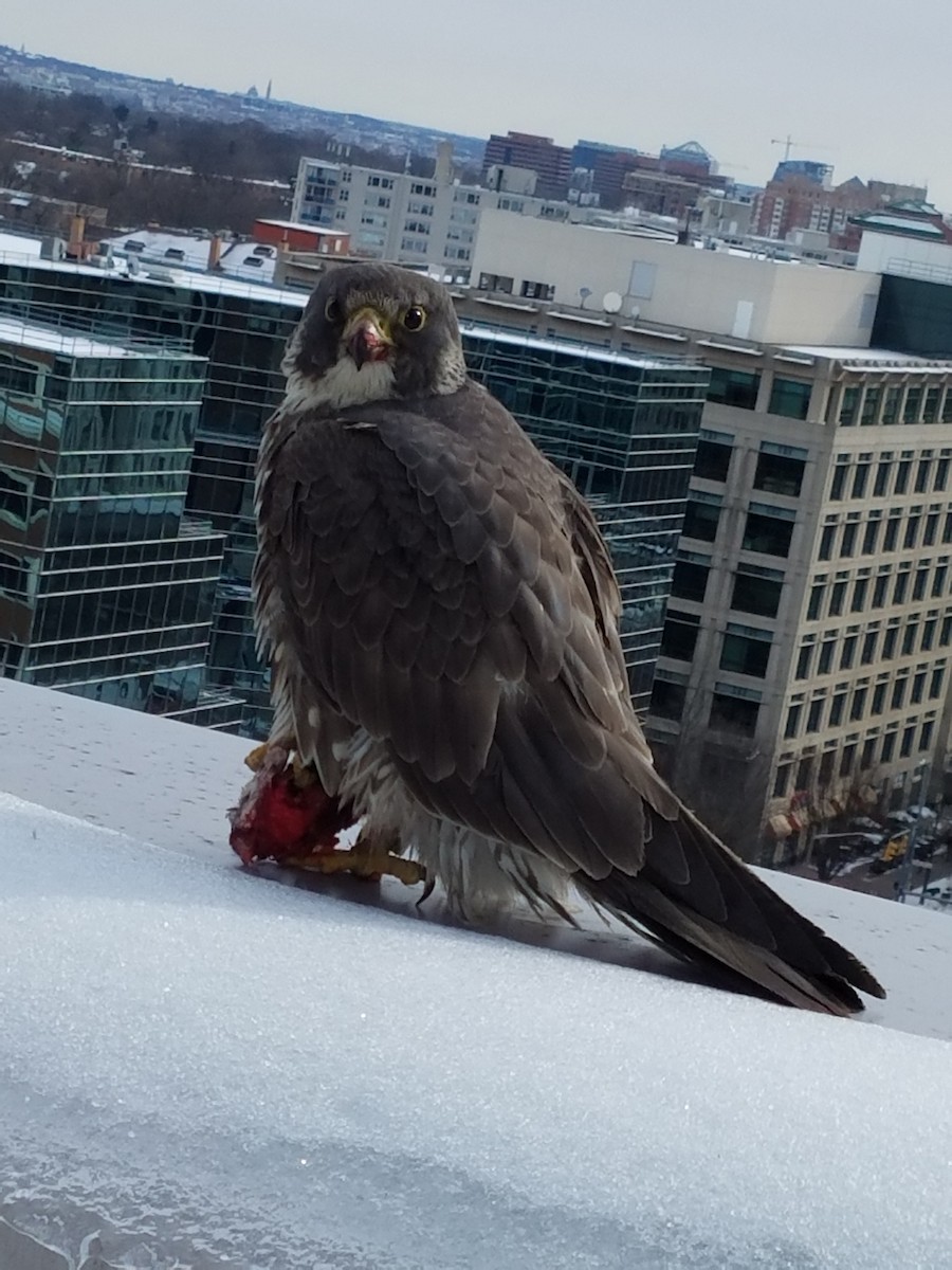 Peregrine Falcon - Amy Venclik