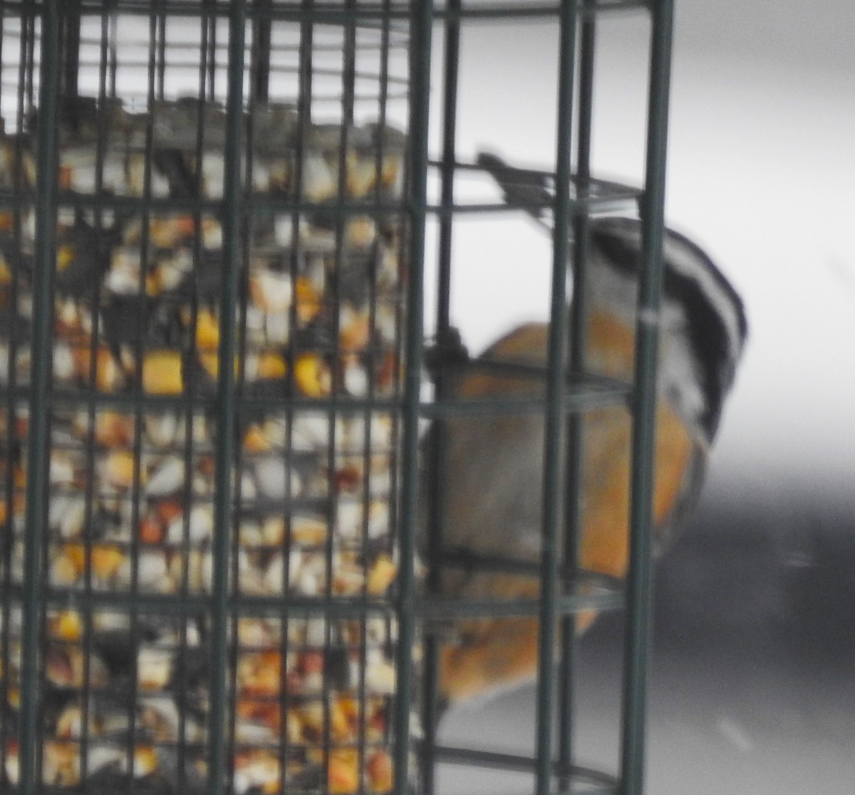 Red-breasted Nuthatch - ML513384521