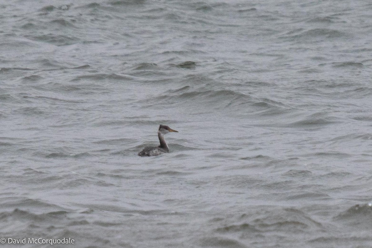 Red-necked Grebe - ML513384951