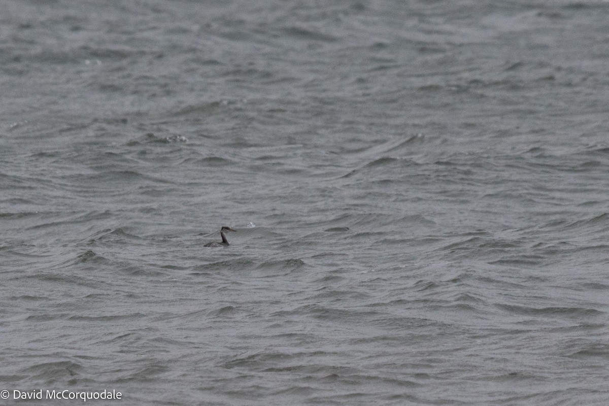 Red-necked Grebe - ML513384961