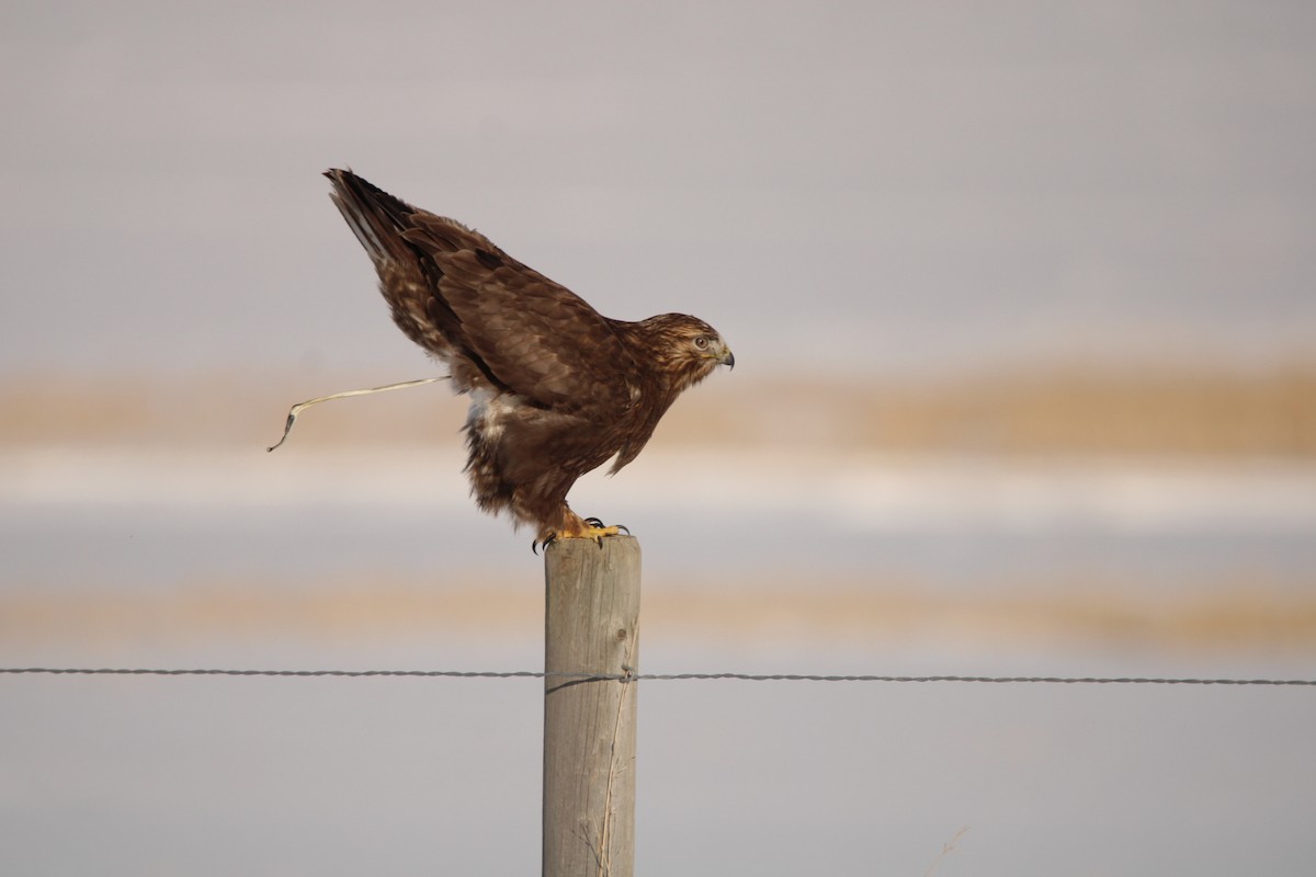 Rough-legged Hawk - Jameson Hawkins-Kimmel