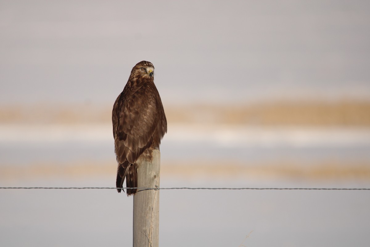 Rough-legged Hawk - Jameson Hawkins-Kimmel