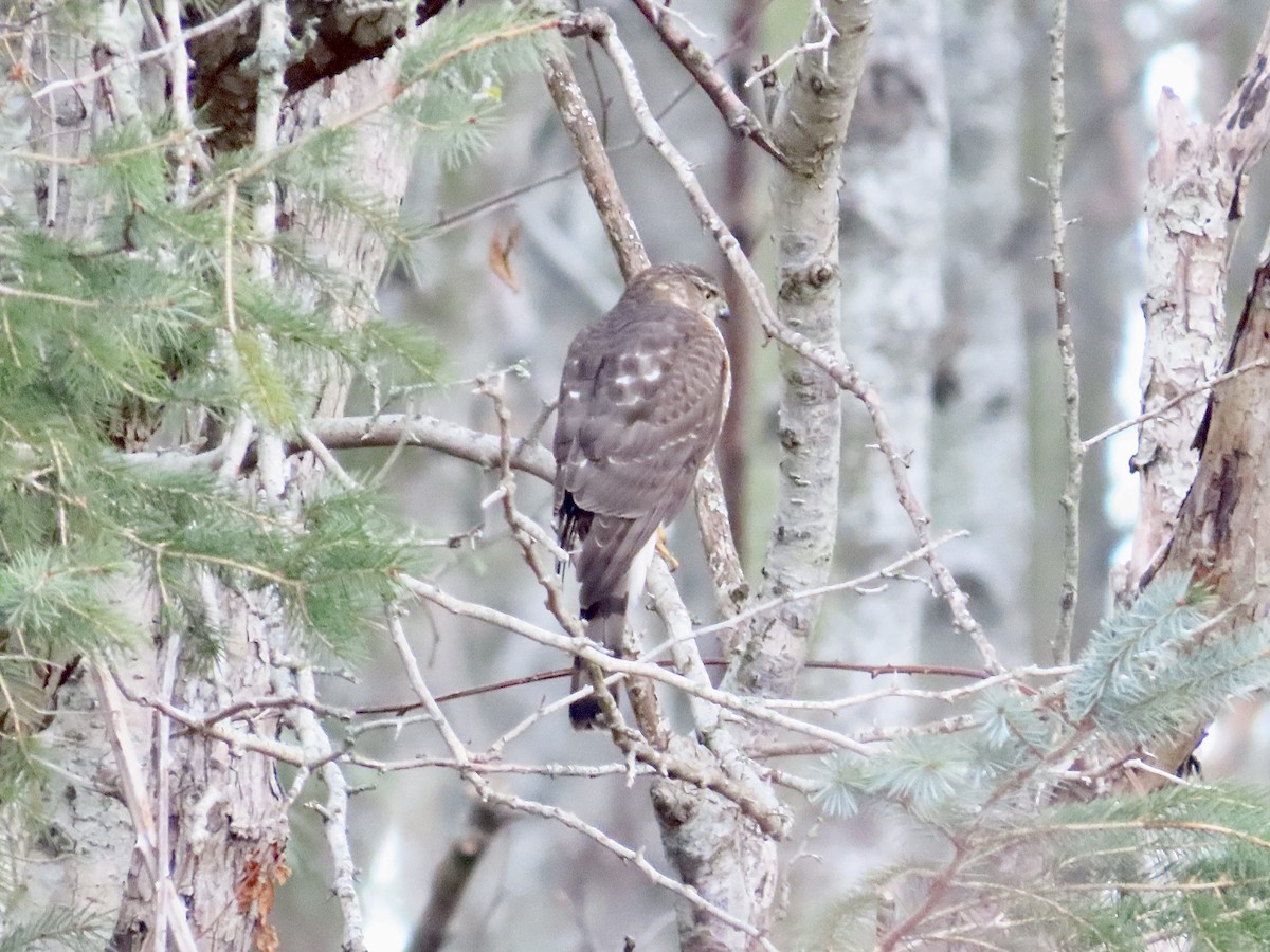 Sharp-shinned Hawk - ML513385411