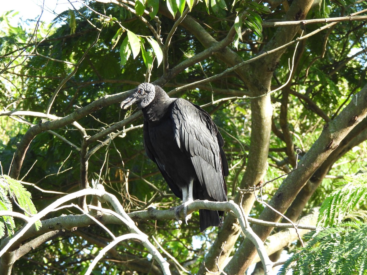 Black Vulture - ML513387291
