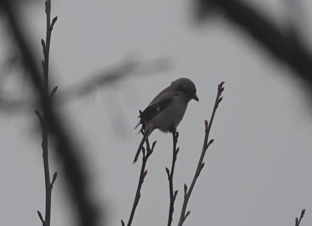 Northern Shrike - ML513388491