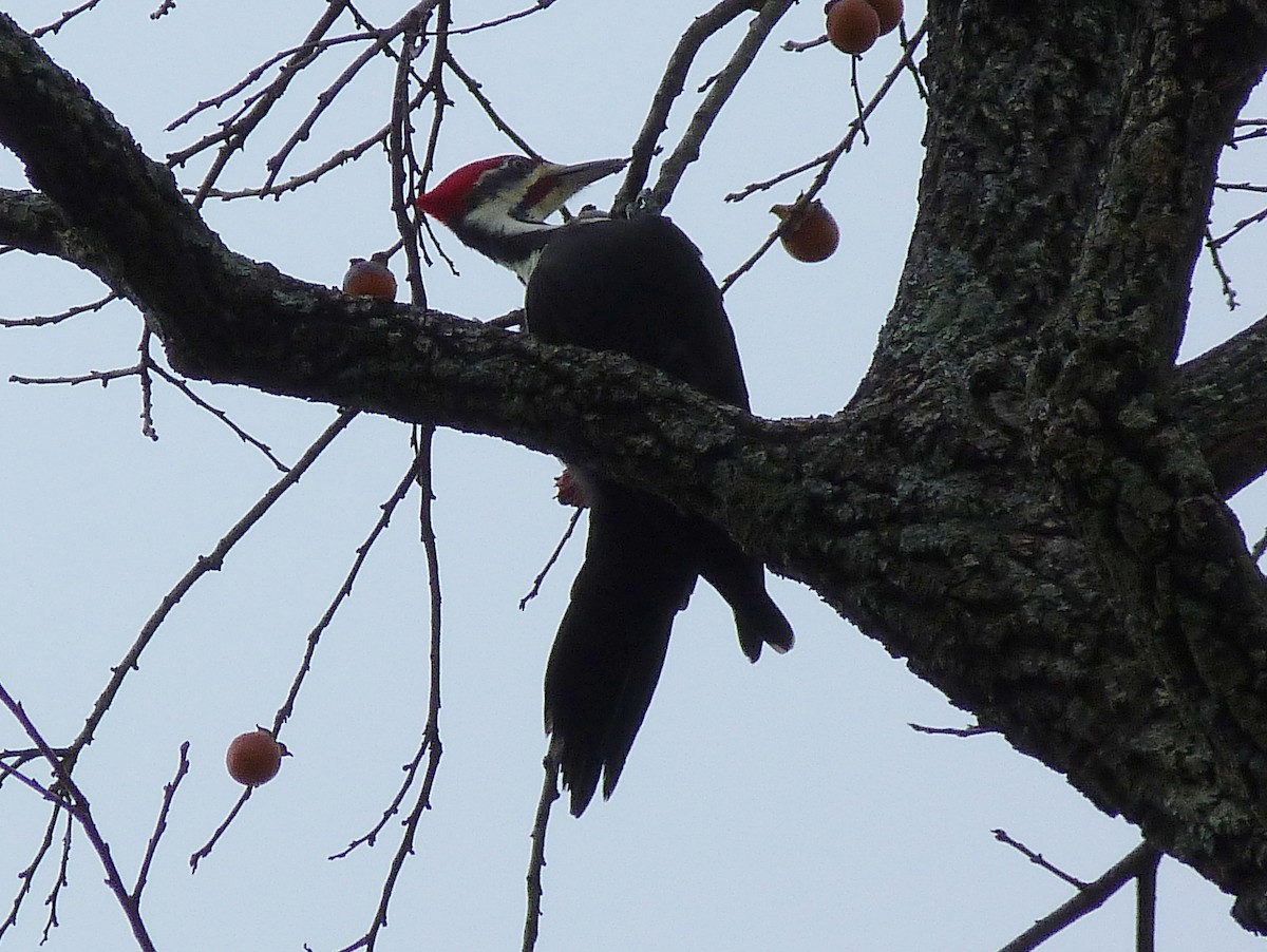 Pileated Woodpecker - ML513388771