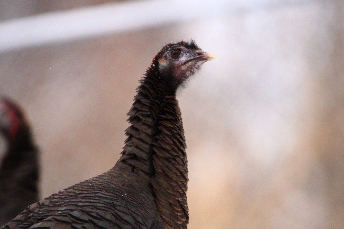 Wild Turkey - ML513389541