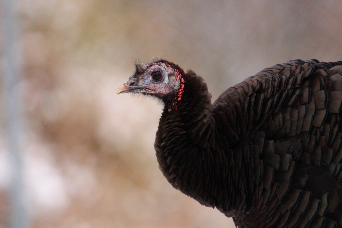 Wild Turkey - ML513389571