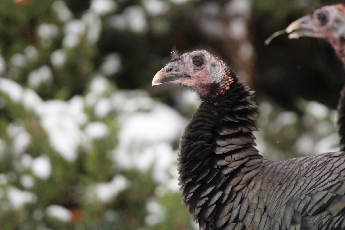 Wild Turkey - ML513389591