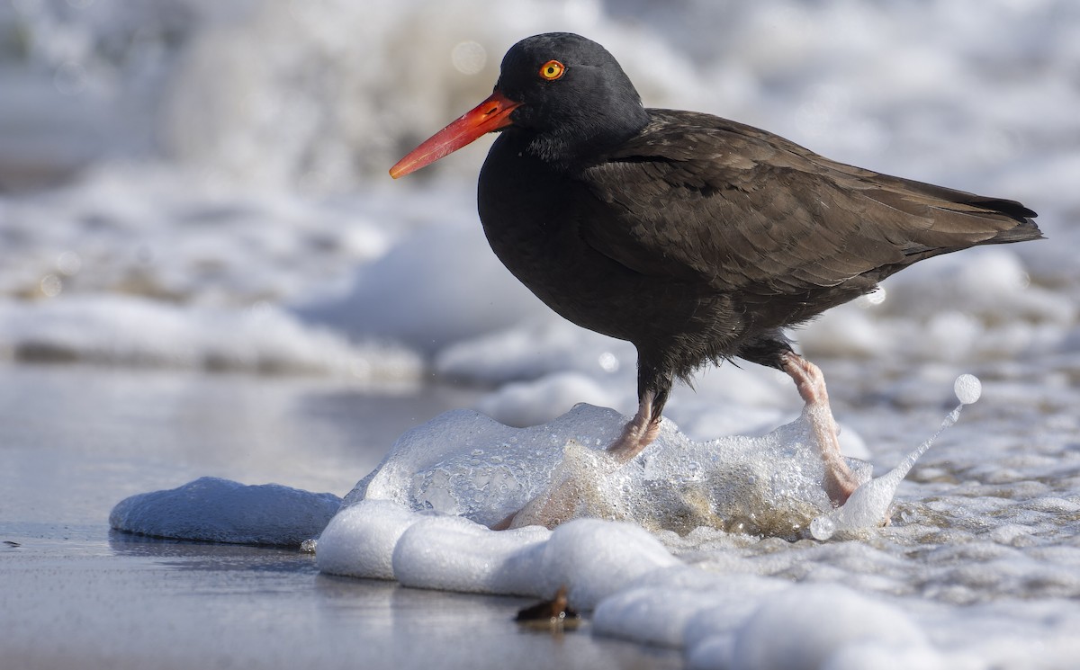 Black Oystercatcher - ML513391861