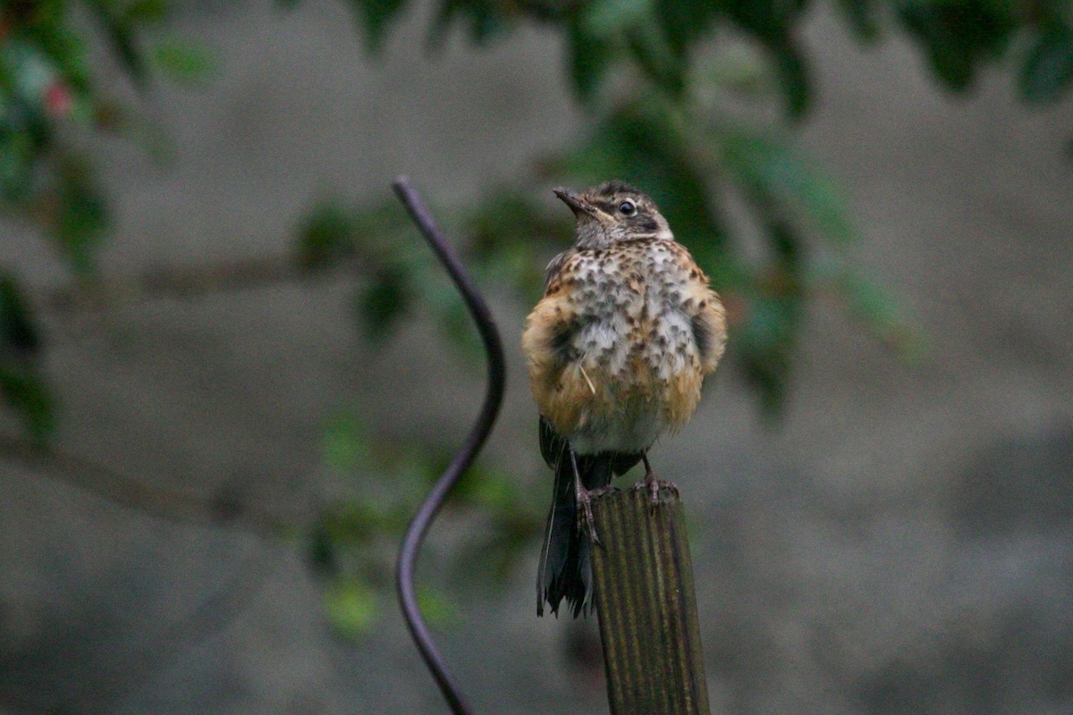 American Robin - ML513391951