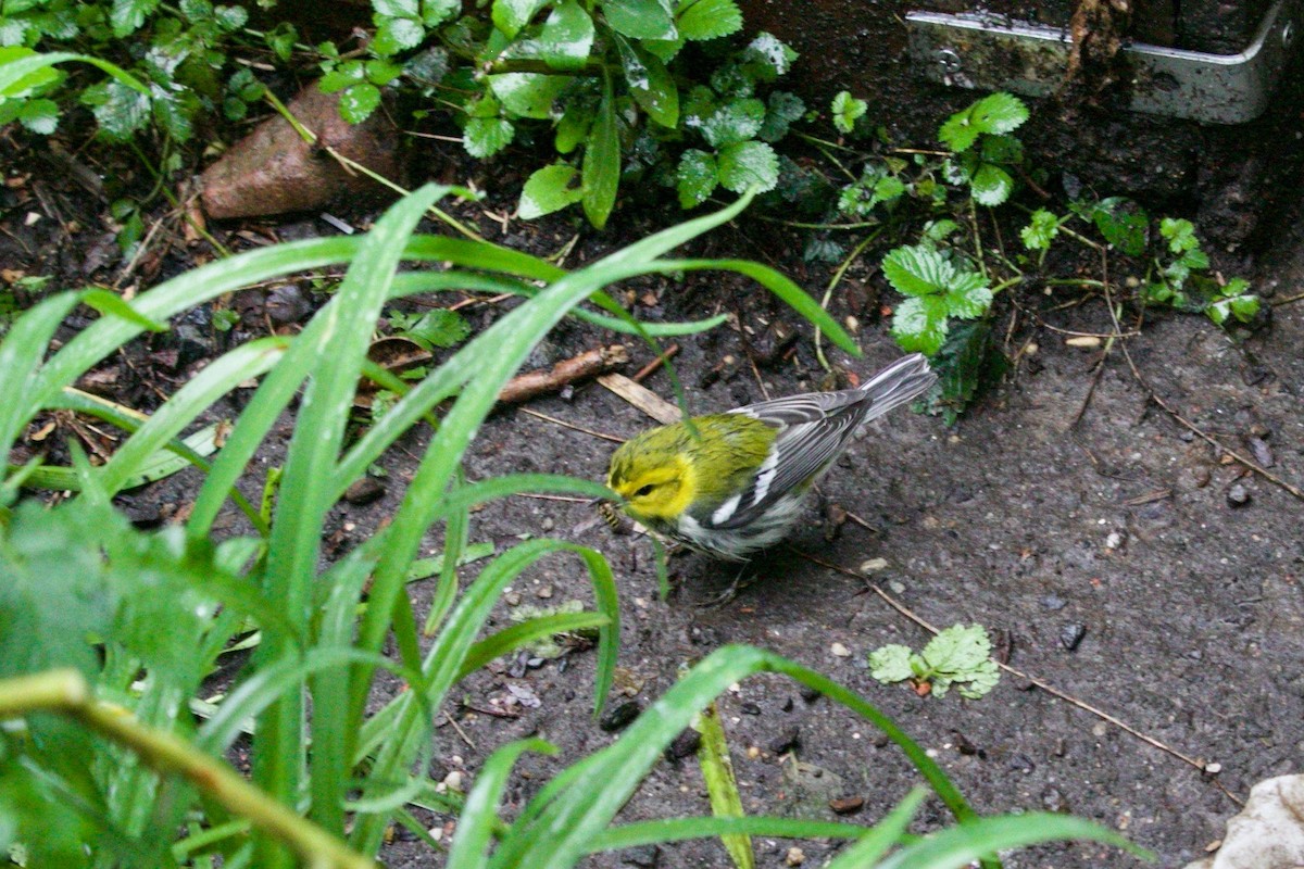 Black-throated Green Warbler - ML513392001