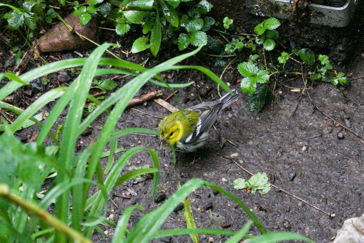 Black-throated Green Warbler - ML513392011