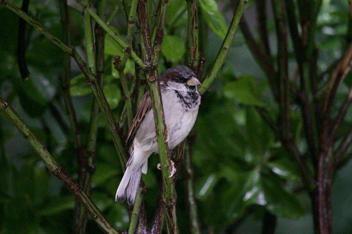 House Sparrow - ML513392051