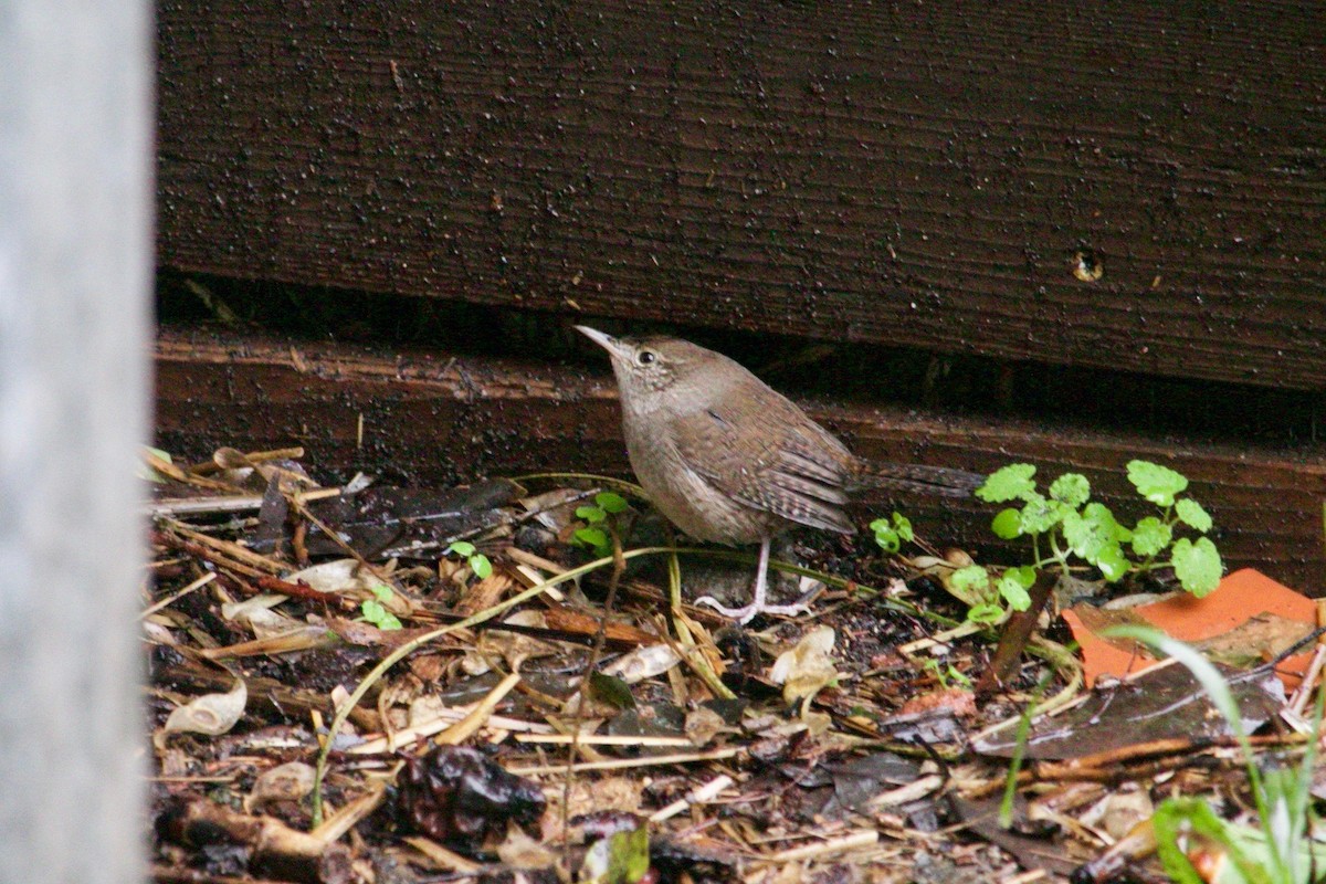 House Wren - ML513392151