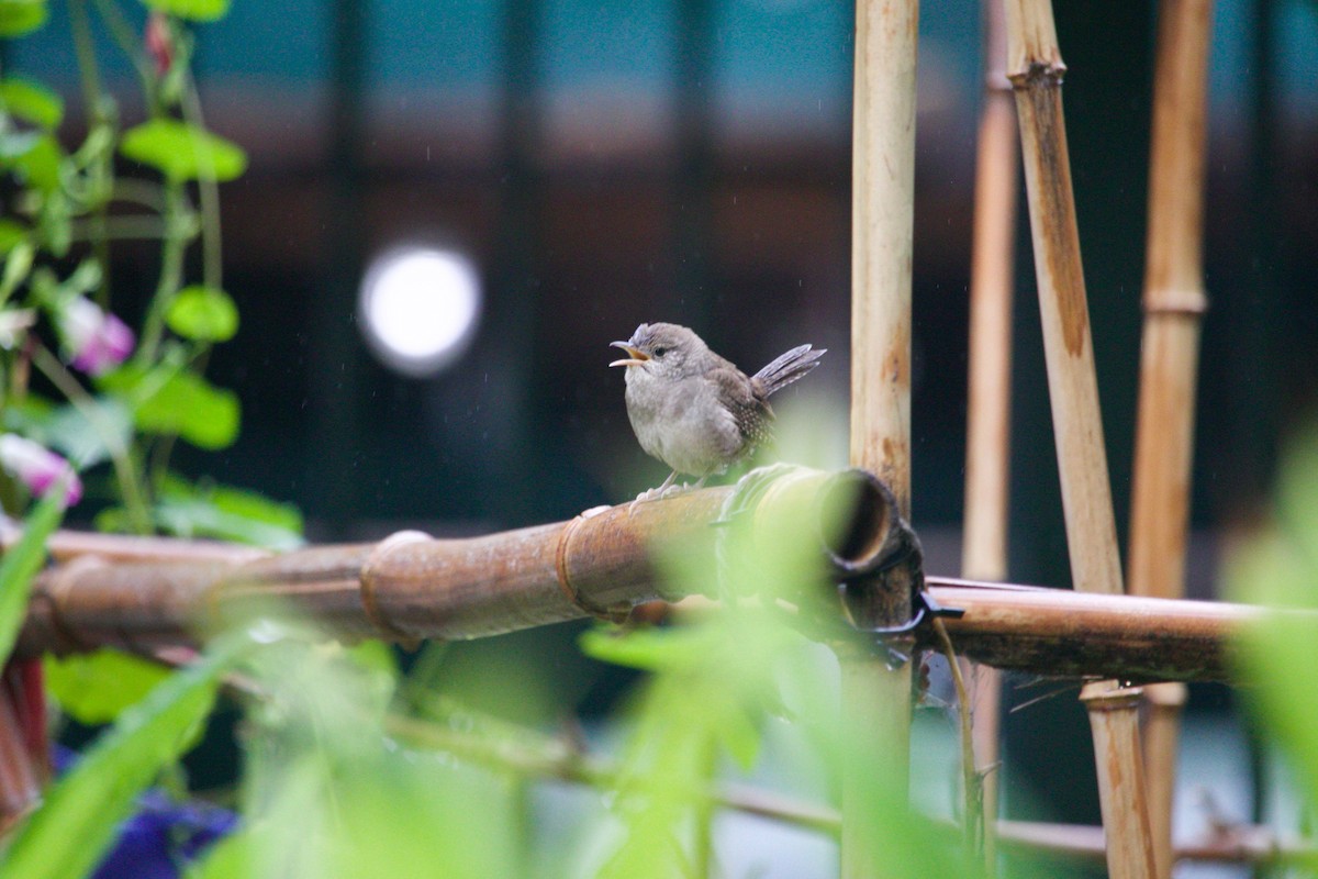 House Wren - Loyan Beausoleil