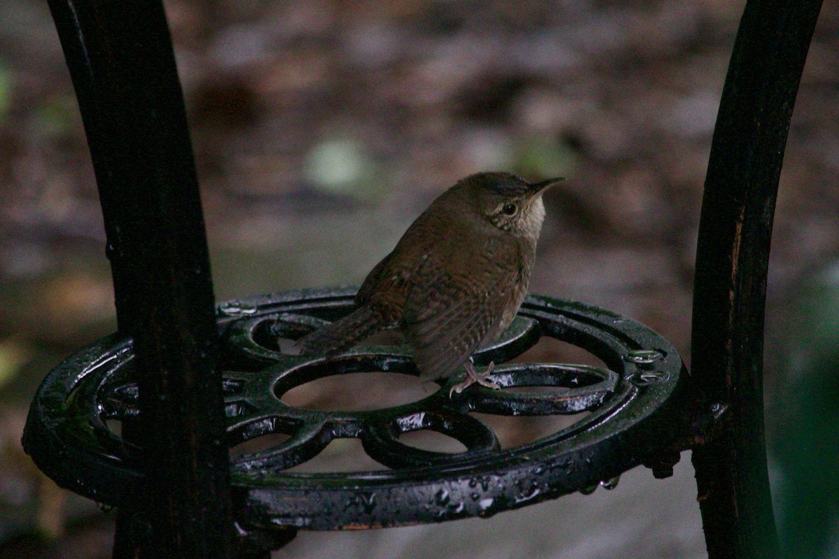 House Wren - ML513392171