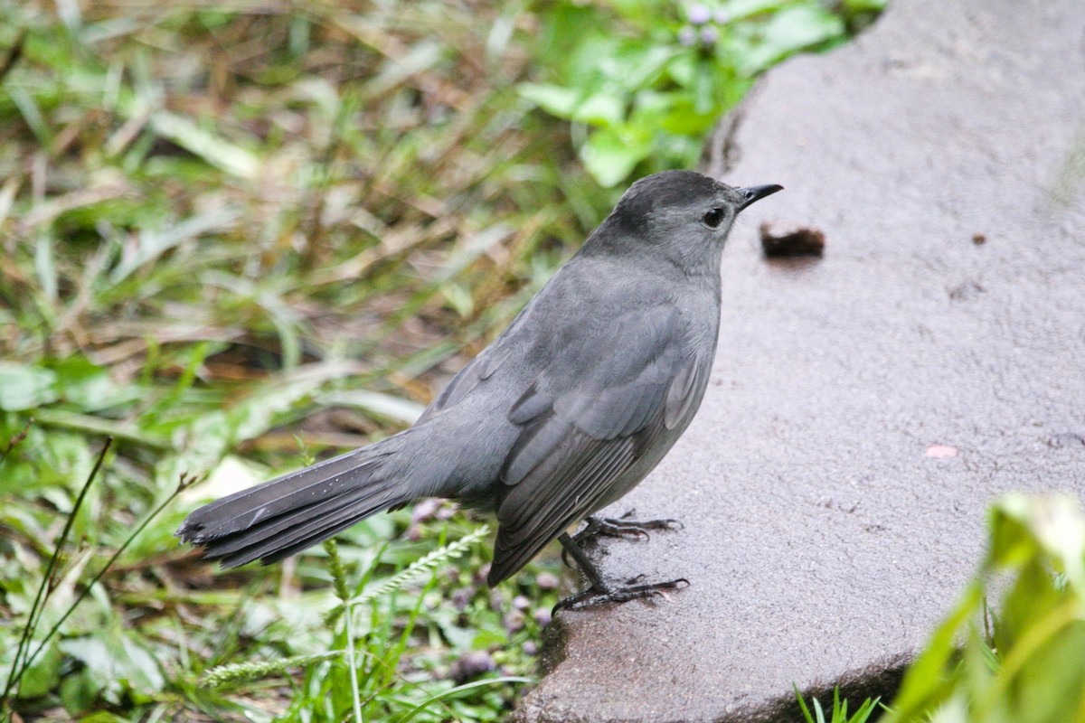 Gray Catbird - ML513392261