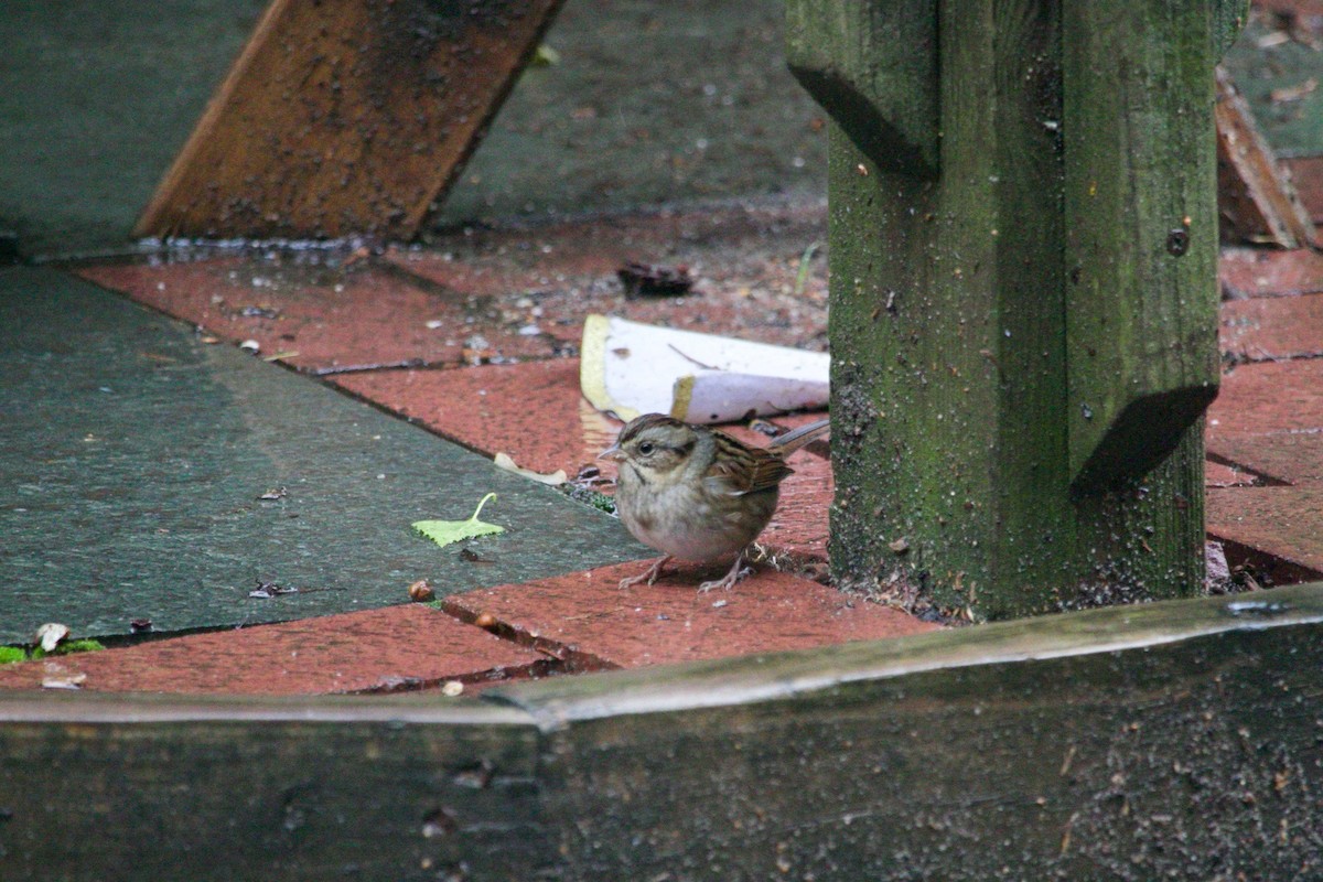 Swamp Sparrow - ML513392321