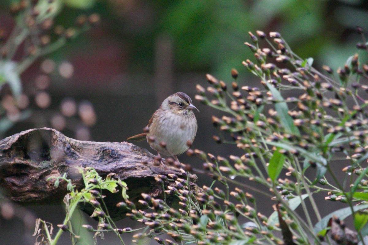 Swamp Sparrow - ML513392331