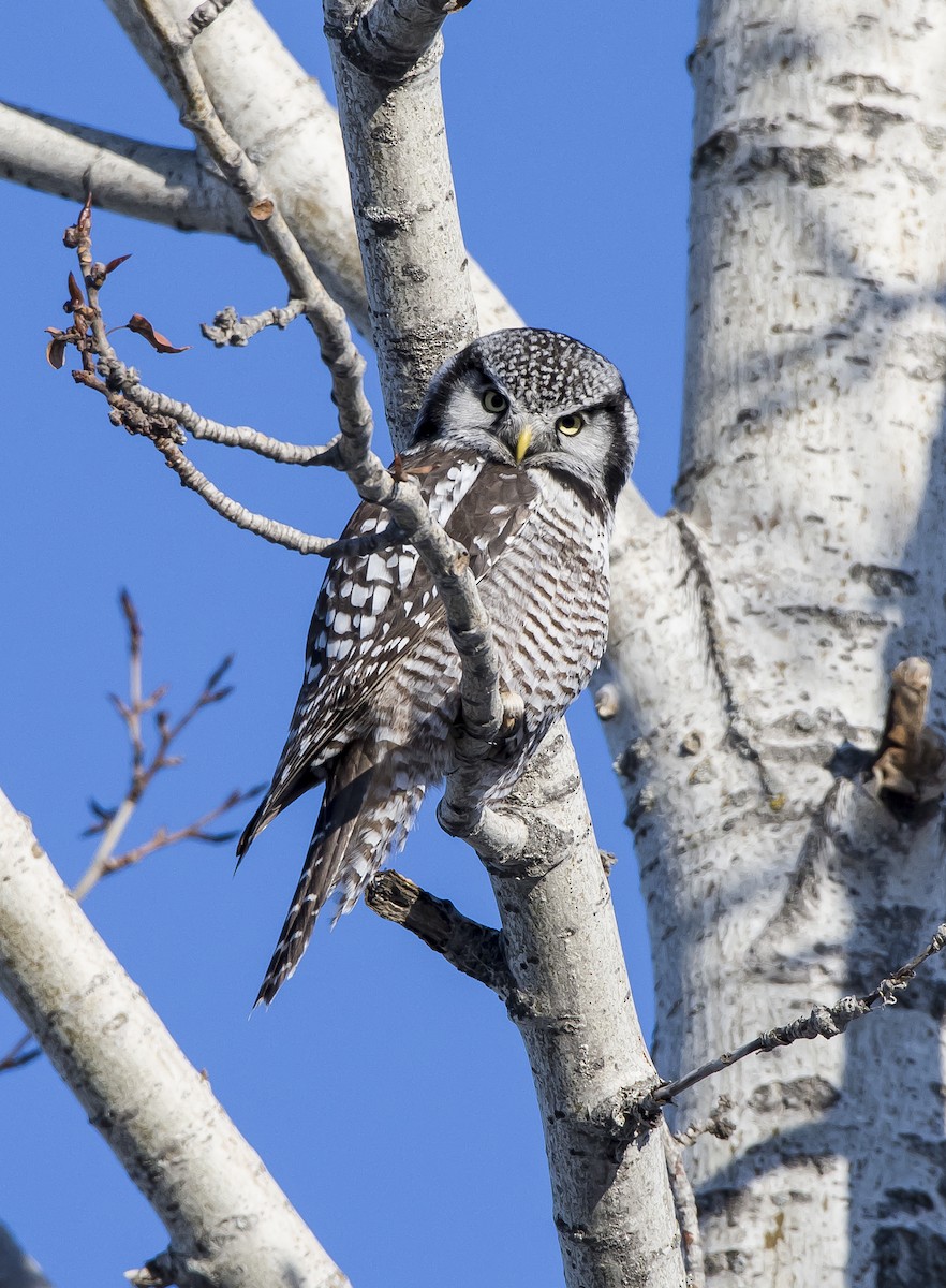 Northern Hawk Owl - Sydney Mohr