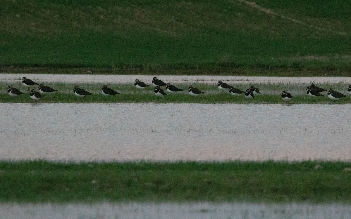 Northern Lapwing - ML513393341